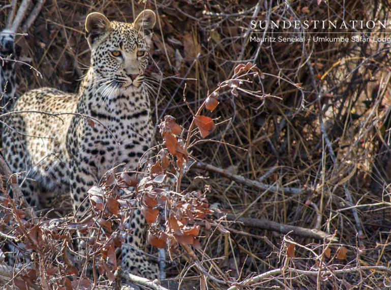 Leopard Drama: Warthog Wallow is Smitten with Mxabene