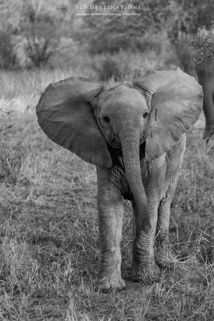 Baby elephant in black and white