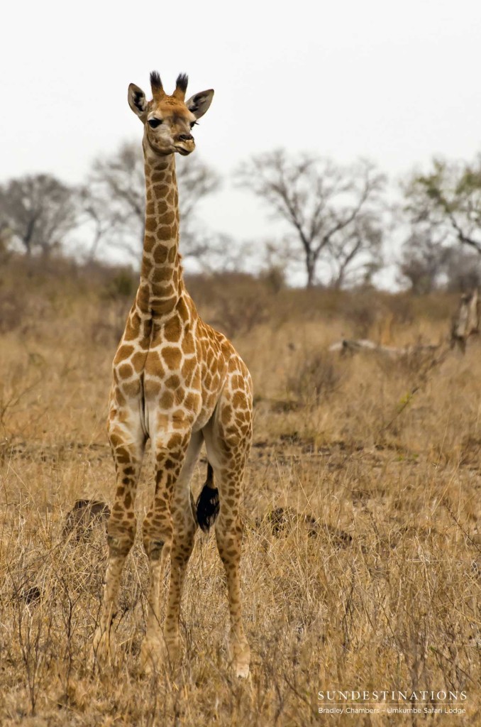 Baby giraffe