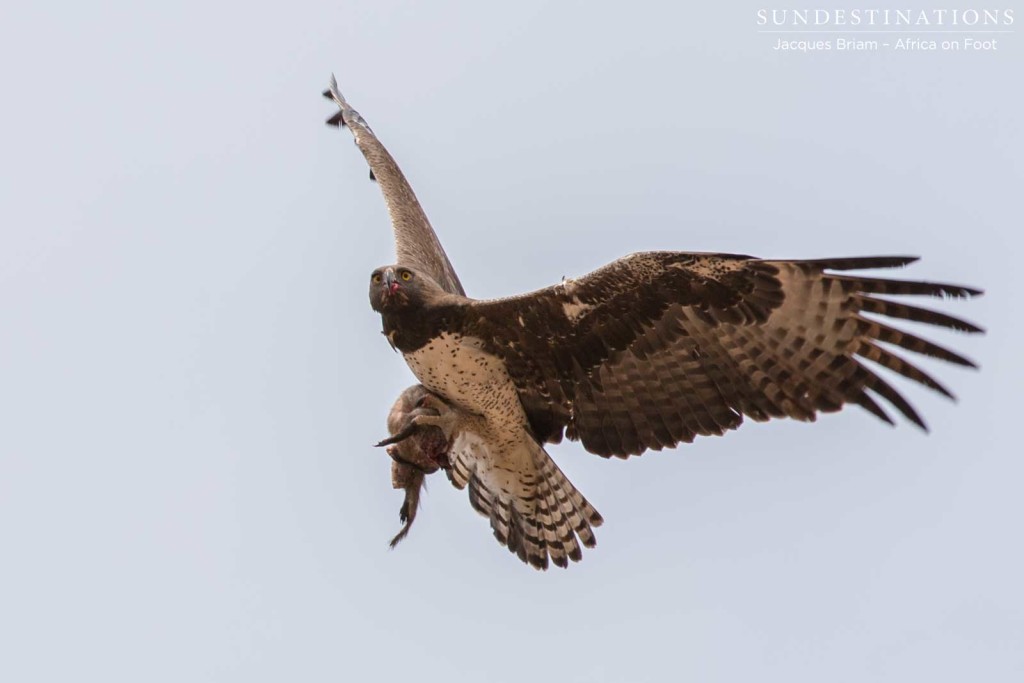 Black-chested snake eagle with its prey in its clutches