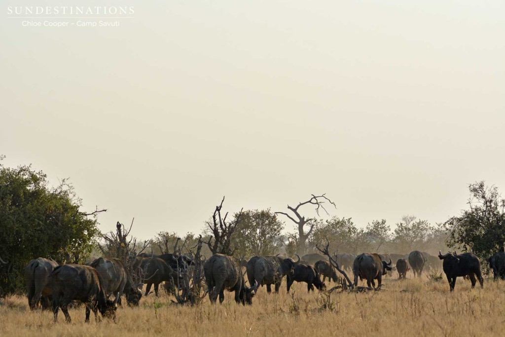 Buffalo herd in Savuti