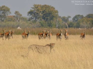 The week has drawn to a close, but the action doesn’t stop out here in the bush where life is delightfully unpredictable. Yesterday morning, guests at nThambo Tree Camp headed out for their morning game drive in the Klaserie Private Nature Reserve when the bush offered up something most incredible: a mother lioness was seen […]