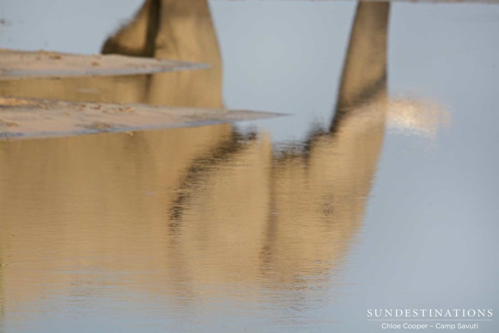 Reflection of a bull elephant at Harvey's Pan