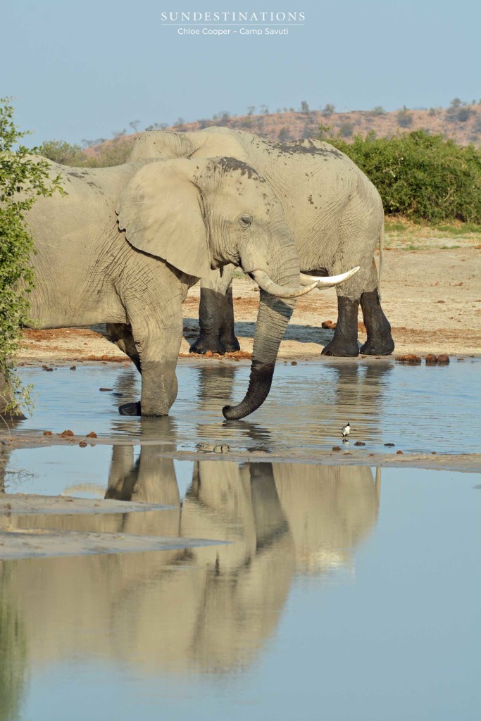 Elephant reflection