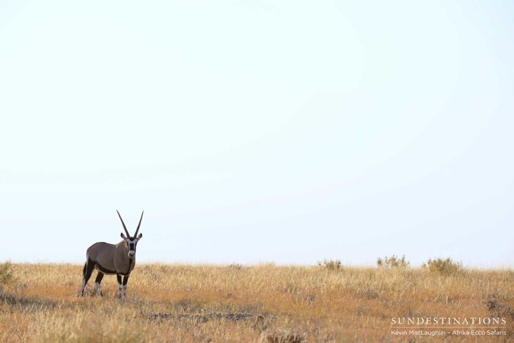 Iconic gemsbok