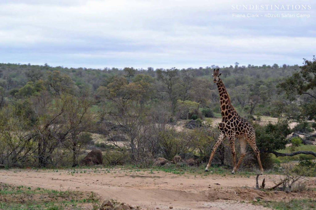 A giraffe on the cloudy landscape