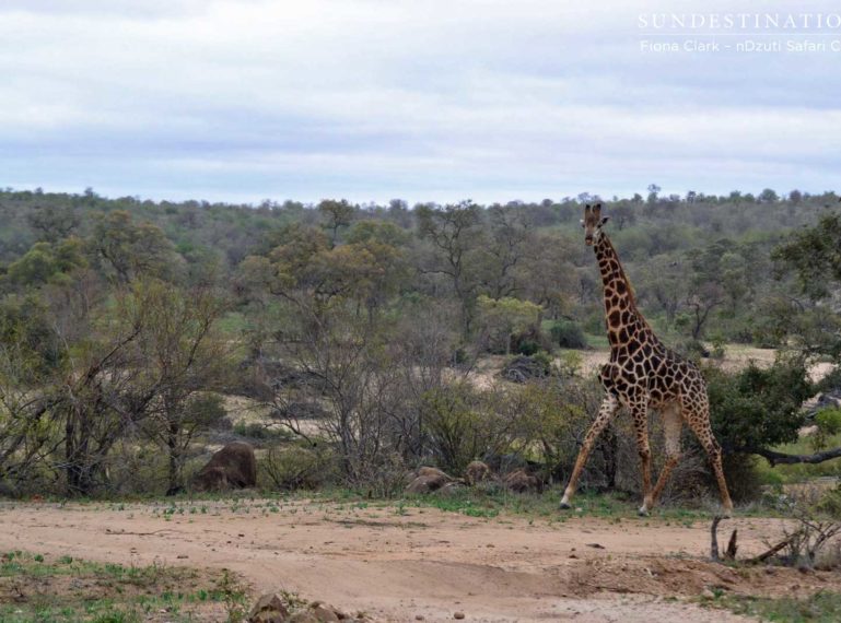 Guest blog: 2 days at nDzuti Safari Camp