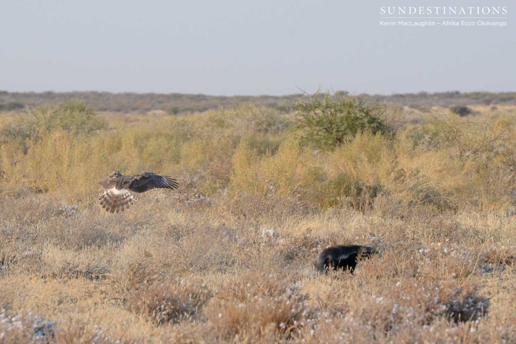 Coming in to land looking for prey