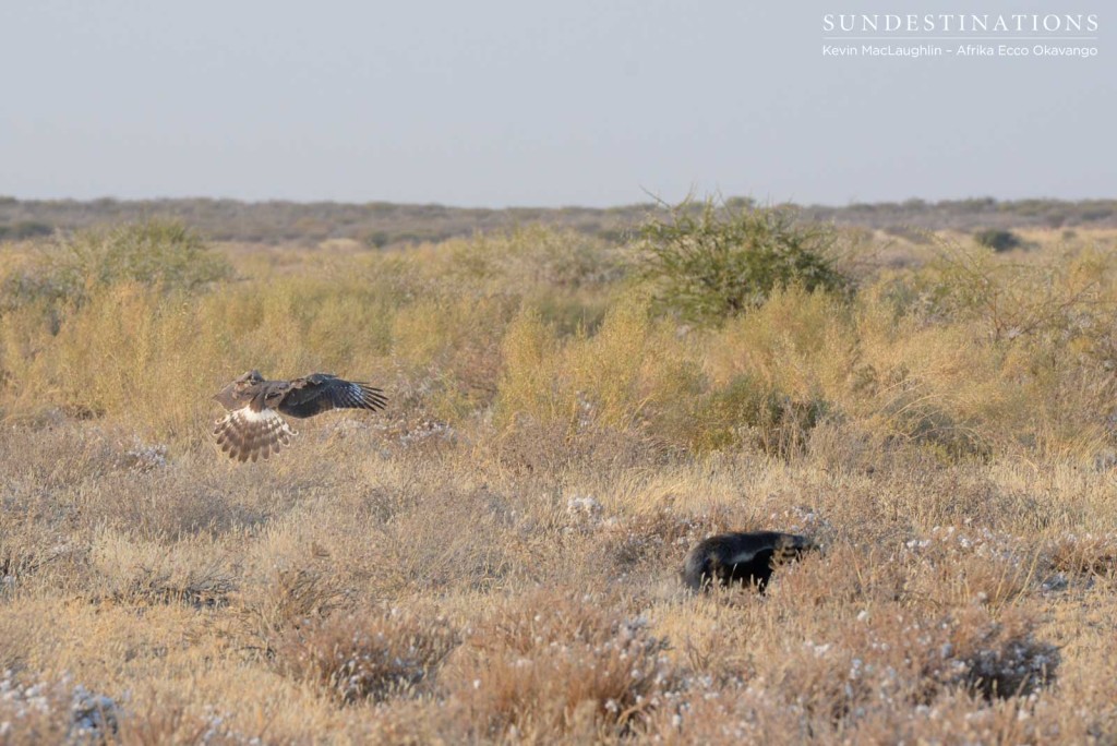 Coming in to land looking for prey