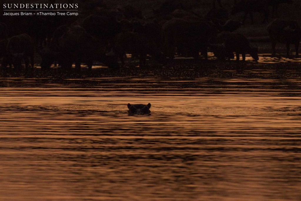 Hippo emerges ever so slightly at sunset