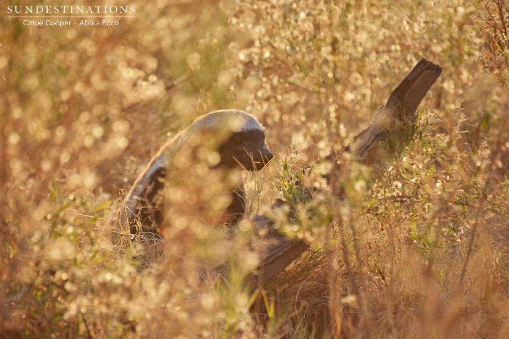 Honey badger in the morning light