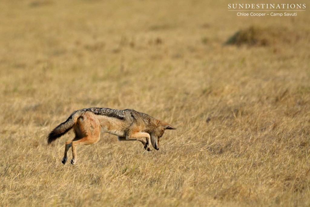 Pouncing jackal in Savute Marsh