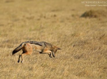 At the end of each week we like to ease into the weekend with a collection of wildlife snaps taken in the pristine safari regions of the Greater Kruger and Botswana. This week is no different, and as usual we have been lucky enough to enjoy a variety of fantastic game viewing all the way from […]