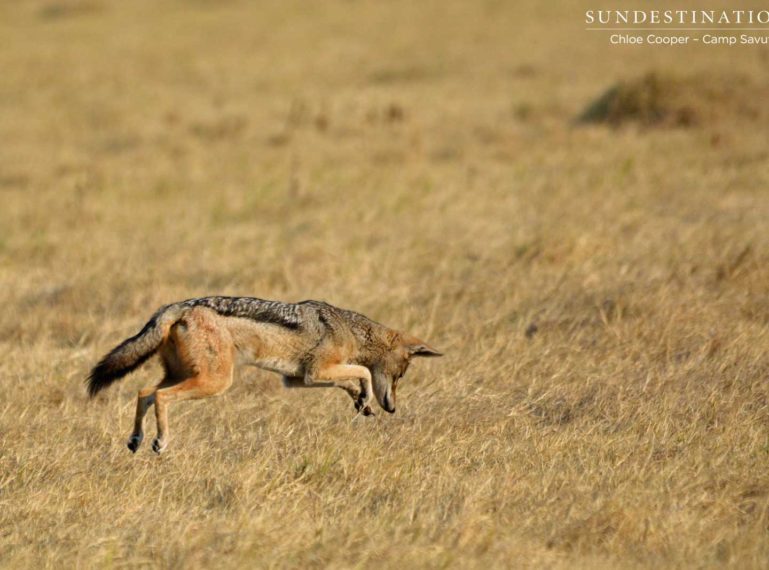 Week in Pictures: All things wild and wonderful