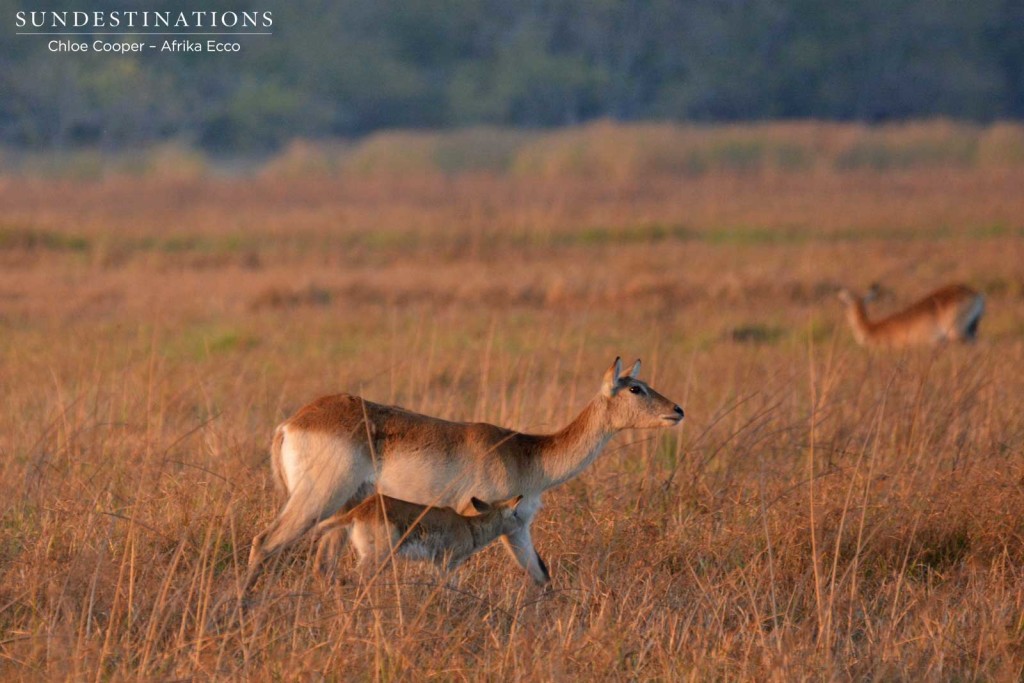 Mother red lechwe and her young one