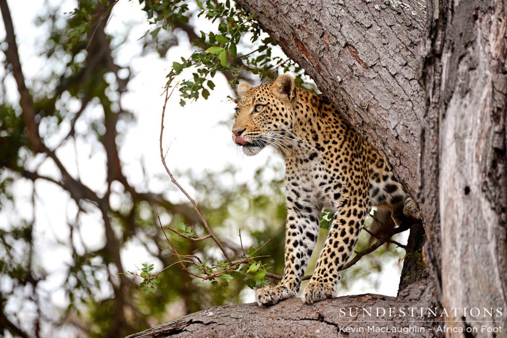 Leopard "Rhulani" defending her kill