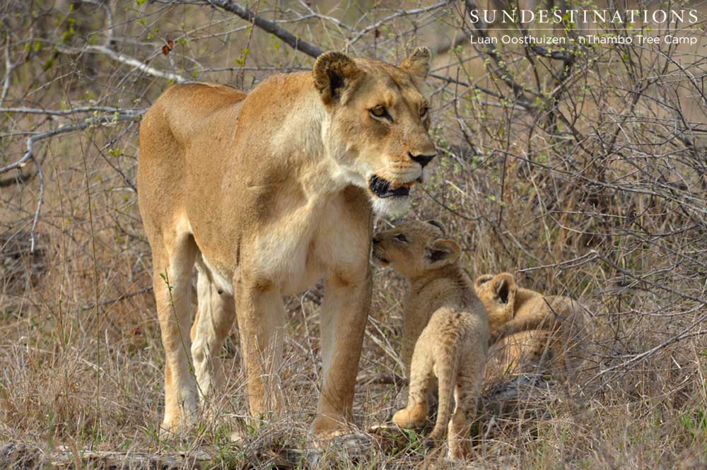 Previous litter of cubs belonging to breakaway Ross lioness sister