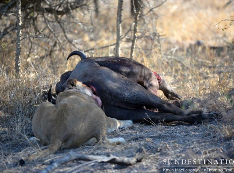 9 Lions want in on a buffalo kill in Klaserie