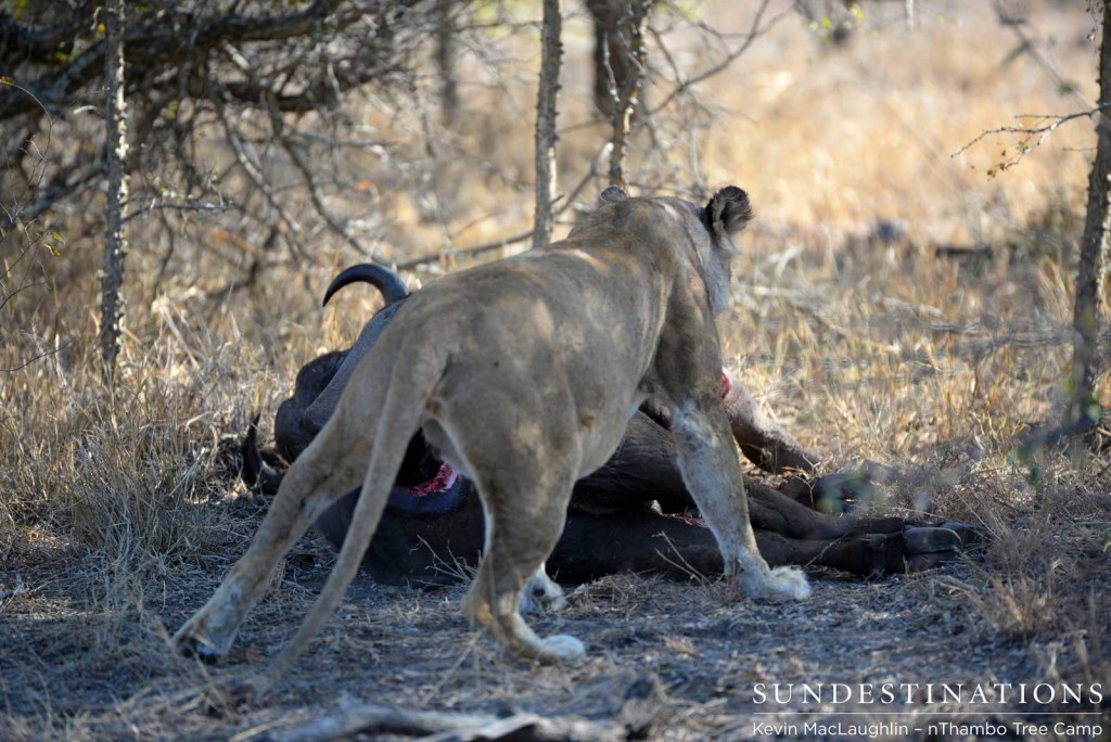 Lioness being chased off the carcass by Trilogy