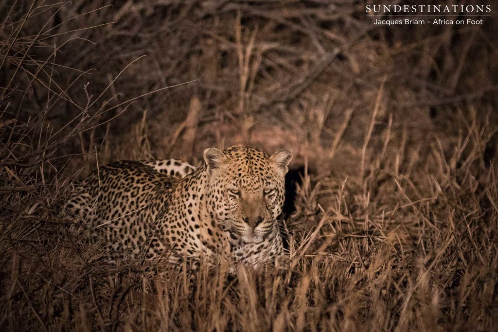 Big male leopard whose territory runs around Africa on Foot