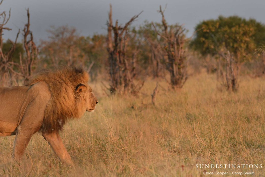 Male lion paces through an open patch between the mopane trees