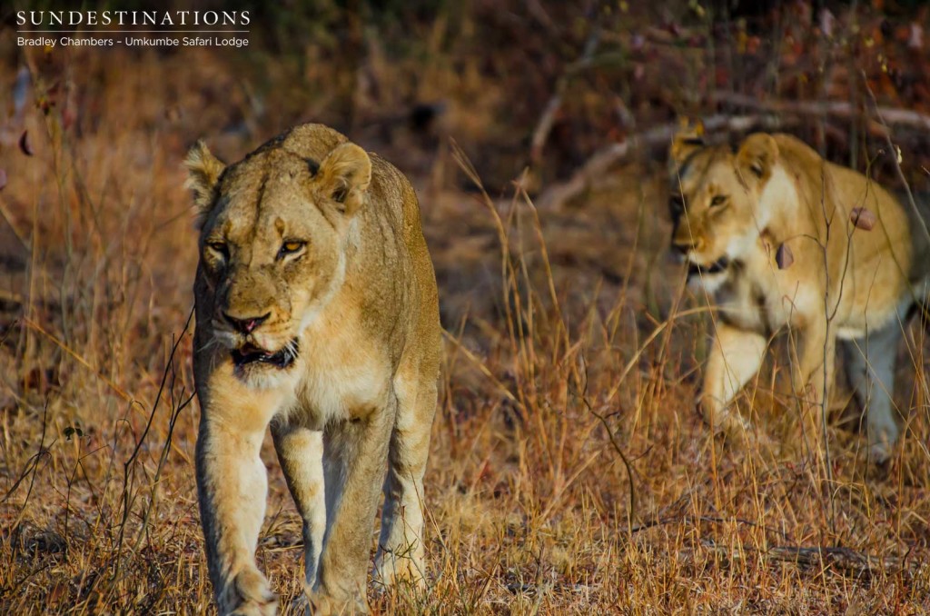 Two lions from the Matshipiri Pride seen at Umkumbe Safari Lodge