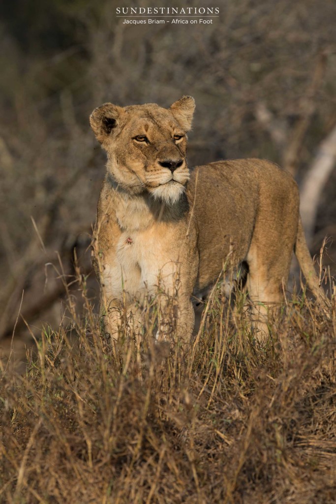 Mother lioness checks the coast is clear before moving her cubs