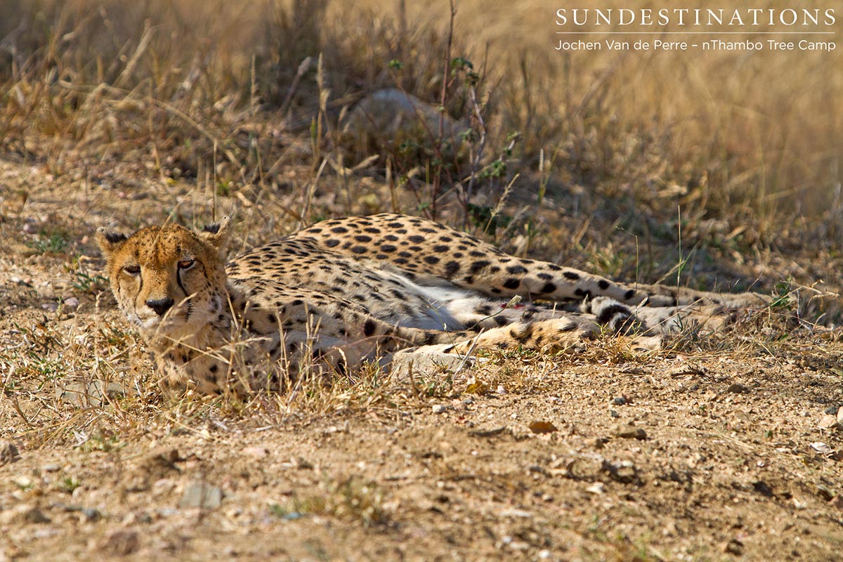 Cheetah at nThambo