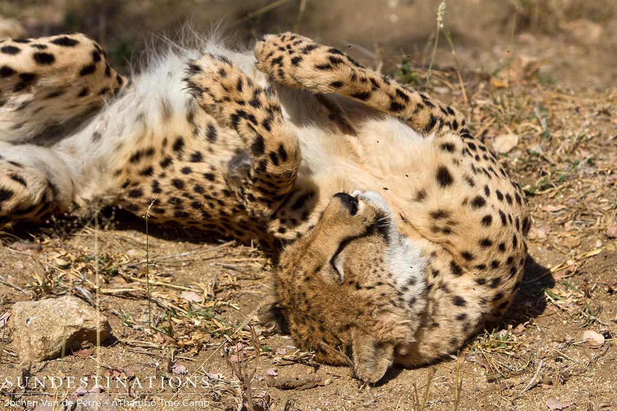 A relaxed cheetah shows off for the guests