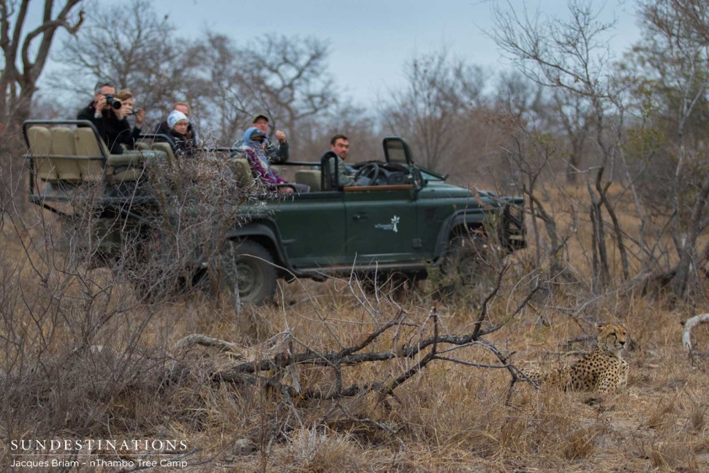 nThambo Tree Camp enjoys a sighting with a cheetah