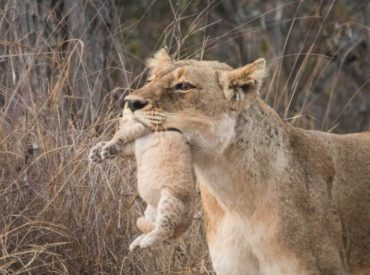 Well, our pregnant lioness from the Ross breakaway duo has indeed given birth to cubs after sporting a very heavy belly about a month ago. We reported seeing her on numerous occasions indulging in some buffalo and then some warthog with her sister and a third unknown lioness. The Trilogy males have mated with both […]