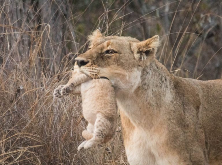 Lioness seen carrying her tiny cubs