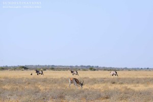 Springbok and oryx on the Kalahari plains
