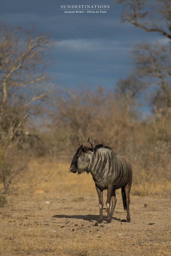 Blue wildebeest portrait