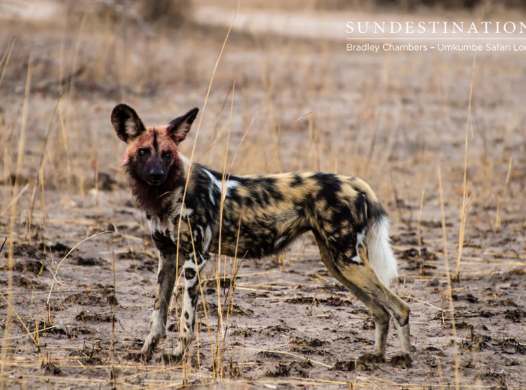 11 Curious Wild Dog Pups Seen at Umkumbe Safari Lodge