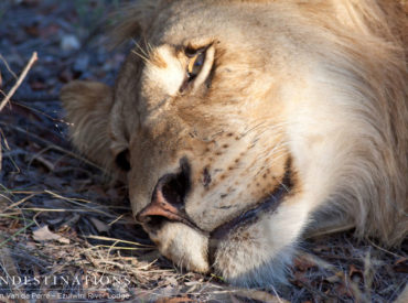 You’ve probably been inundated with photos and videos of the lion prides within the Balule Nature Reserve. Ezulwini River Lodge and Ezulwini Billy’s Lodge is proving to be a hub of lion activity and we’re on a mission to share our lion safari experience with all and sundry. There are daily reports of guests seeing […]