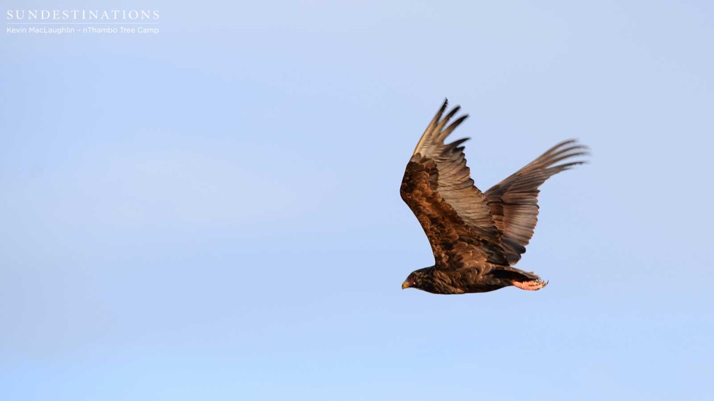 Juvenile bateleur soaring through the sky