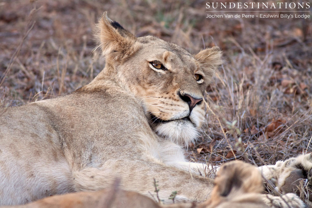 Lioness keeps an eye out for trouble