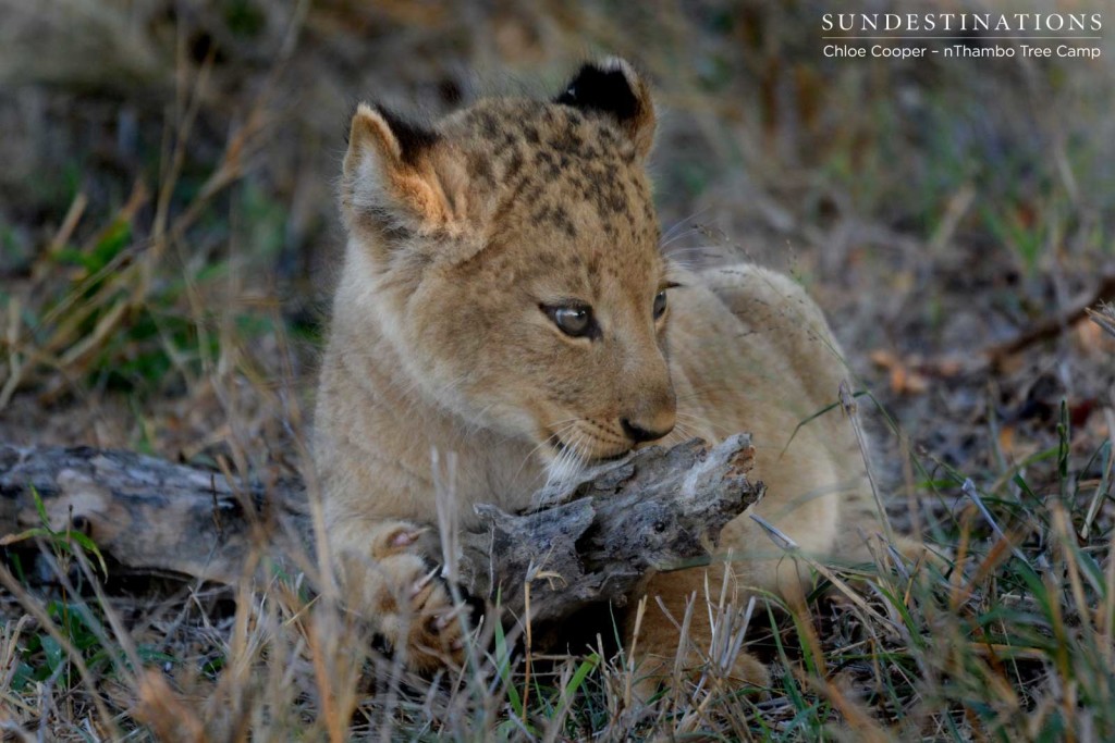 Finding entertainment in a dry stick