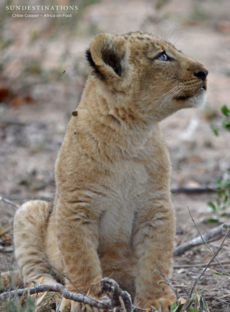 Cub looking up