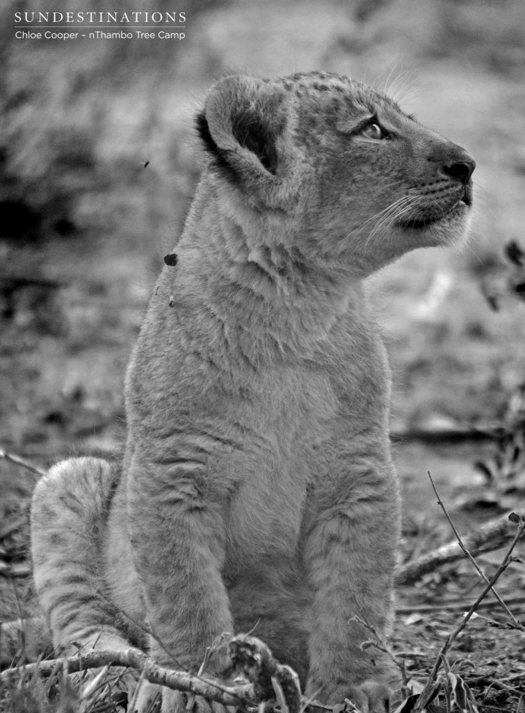 Curious lion cub
