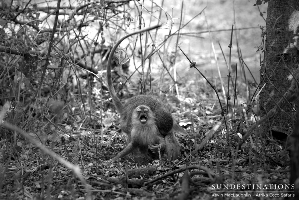Vervet monkeys squabble at Khwai
