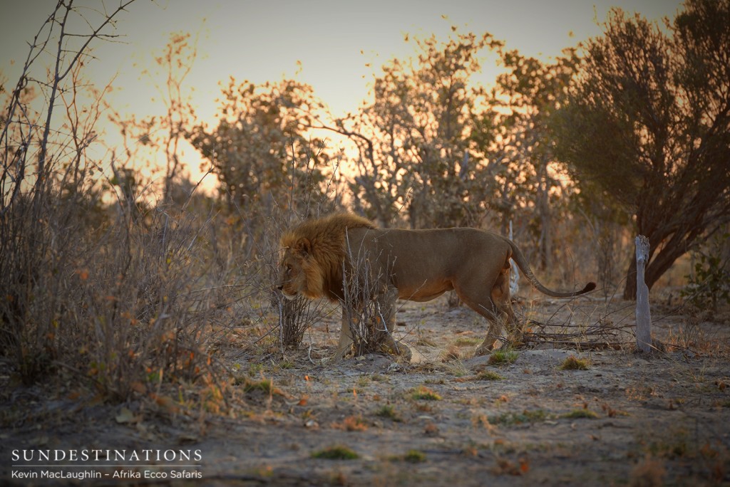 Savuti male lion in the sunrise