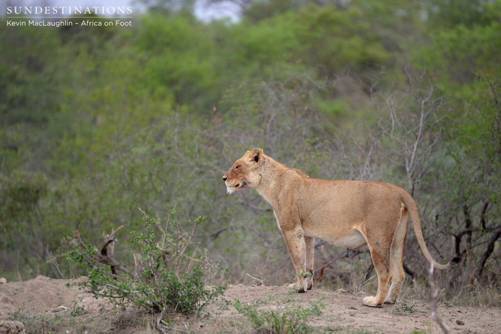 Mother RB lioness watching the lucky warthog escape