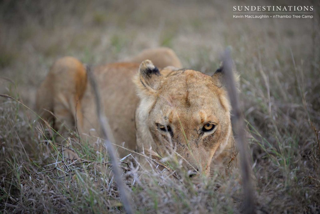 RB lioness feasting on a warthog