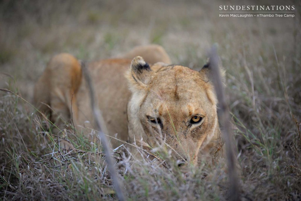 RB lioness feasting on a warthog