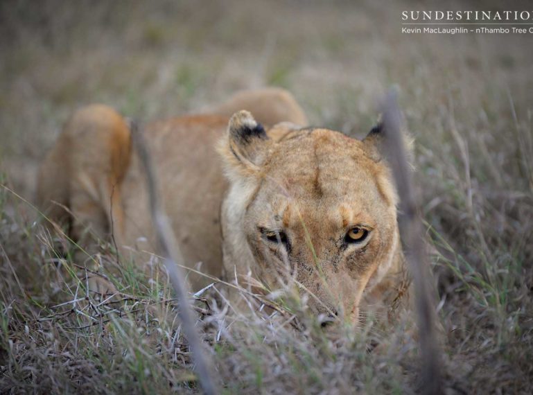 Ross Lionesses: The Warthog Specialists