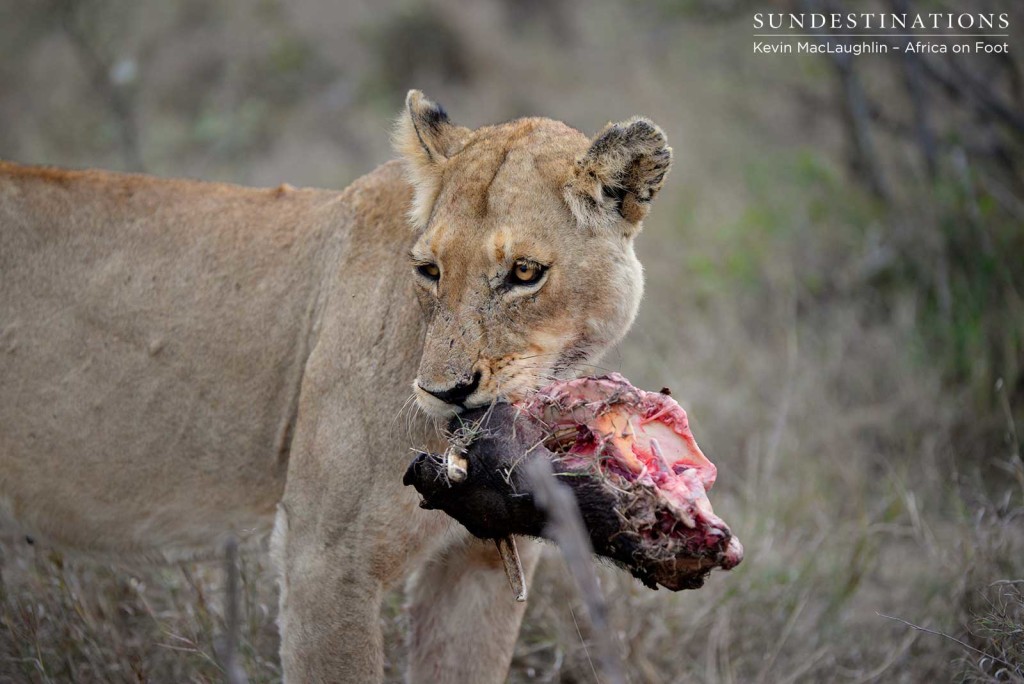 Feeding on the remains of warthog carcass