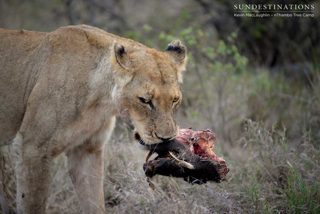 Warthog skull in the jaws of RB lioness
