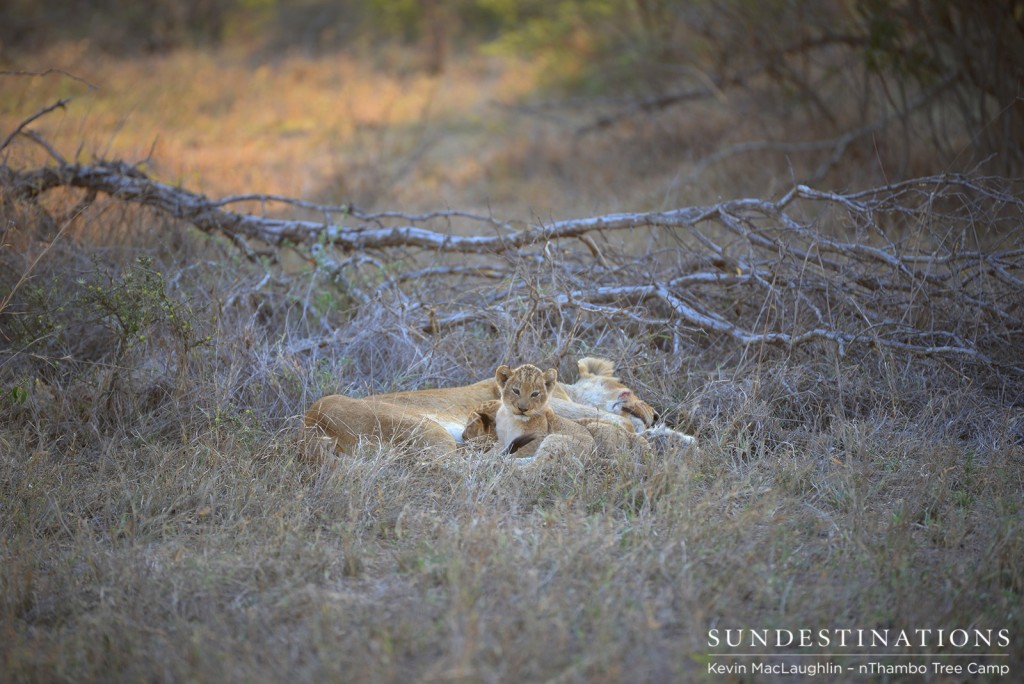 Ross Breakaway lion cubs with mom